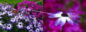 Blue Spring Flower Photography at Boston University